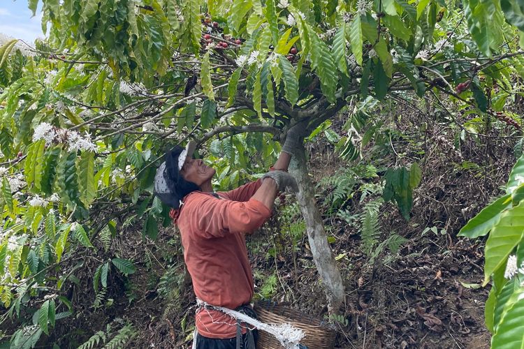 Kopi Kalibaru Banyuwangi, dari Kebun yang Kehilangan Nama hingga Mimpi Mendunia