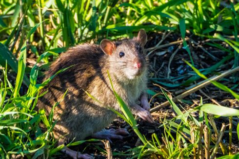 Tanaman Buah dan Sayuran yang Menarik bagi Tikus di Halaman Rumah