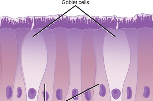 Sel Goblet: Pengertian, Struktur, dan Letaknya