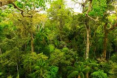 Diduga Danai Perambahan Hutan Lindung, Eks Kadis di Bangka Jadi Buronan