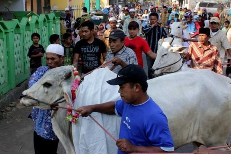 Warga desa Watestai mengarak Manten Sapi menuju masjid Darul Falihin, Pasuruan, Sabtu (4/10/2014). 