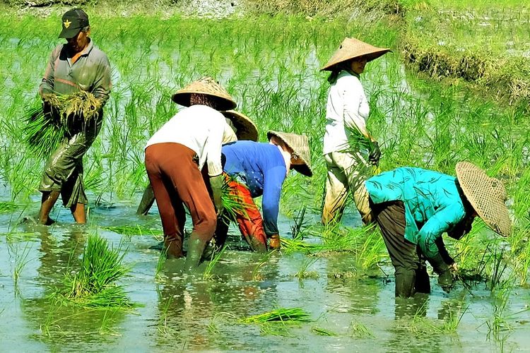 Ilustrasi pertanian, petani.