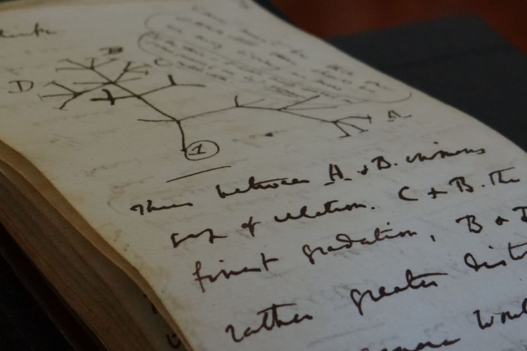 Sketsa 'Pohon Kehidupan' yang ditemukan dalam buku catatan milik Charles Darwin yang baru saja ditemukan setelah 20 tahun menghilang.

