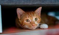 Kucing Juga Bisa Dilatih Trik, Coba Pakai Clicker