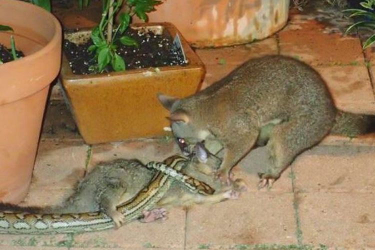 Detik-detik posum berhasil membebaskan bayinya dari lilitan ular piton.