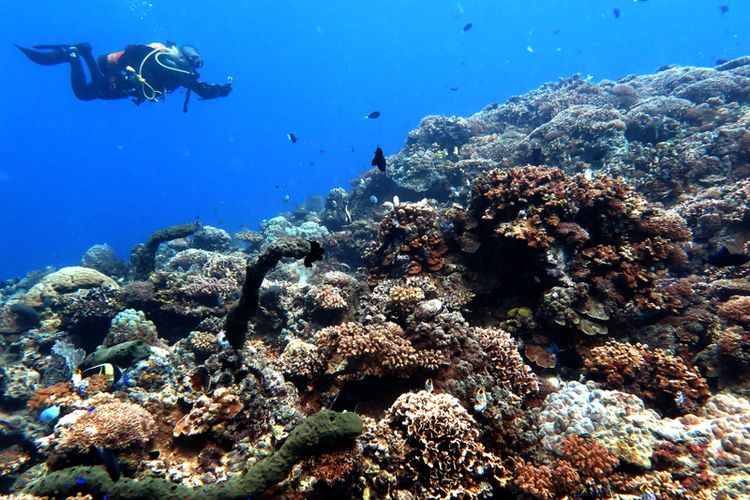 Diving in Kepulauan Seribu (Thousand Islands) is great to explore the fascinating life of sea creatures and see the underwater beauty synonymous with this Indonesian getaway island.