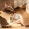 Jangan Asal, Ini Cara Mengawinkan Kucing untuk Pertama Kali