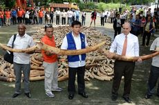 China Hancurkan 6 Ton Gading Gajah Ilegal