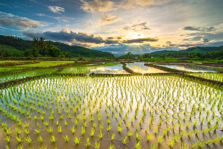 Ilustrasi sawah