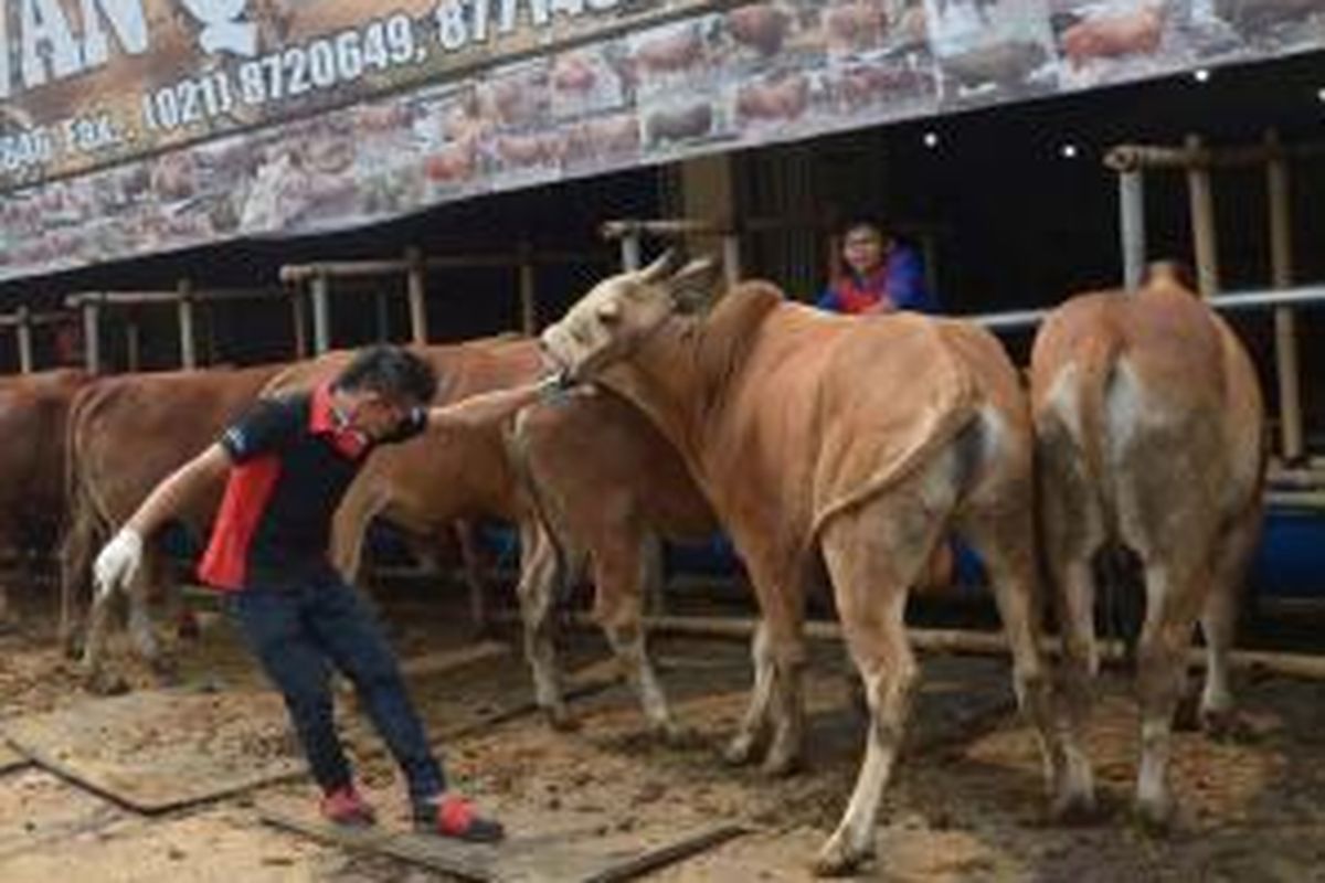 Para pekerja di showroom sapi kurban di Depok, 30 September 2014. Showroom awalnya menjual mobil, berganti menjadi menjual sapi besar seharga hingga 250 juta per ekor, berupaya memikat para elite kaya raya agar tertarik untuk berkurban.