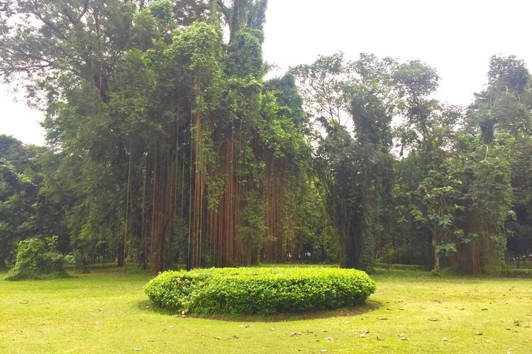 Taman GBK,  salah satu wisata gratis dekat GBK. 
