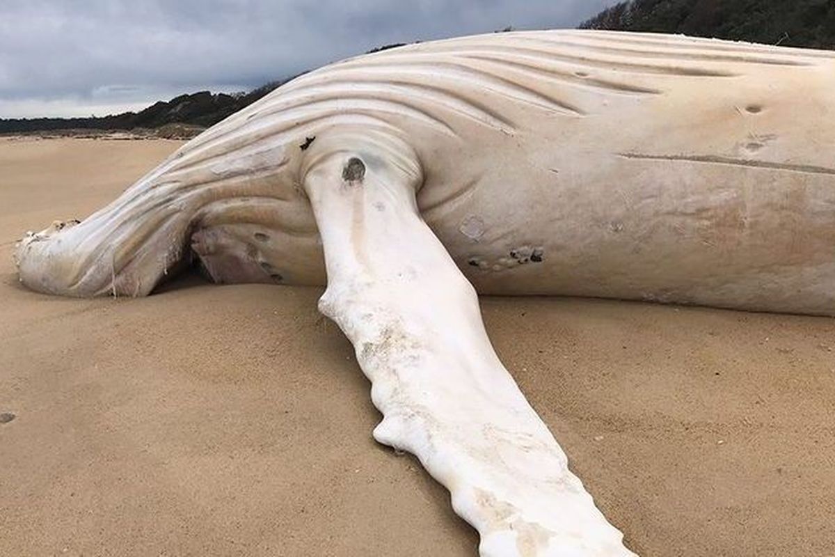 Paus bungkuk berkulit putih yang ditemukan mati di pantai Australia