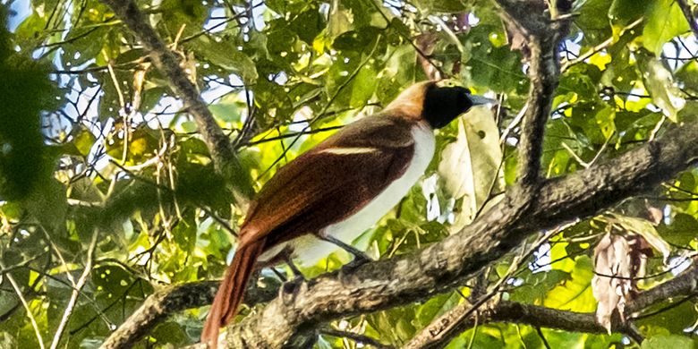 Mengapa Burung Cenderawasih Menjadi Kebanggaan Rakyat Papua dan  Dilestarikan? Halaman all - Kompas.com