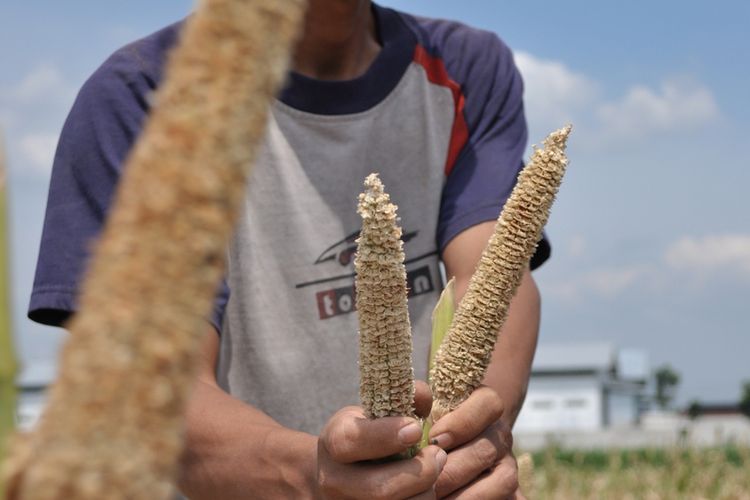 Tanaman jagung di Kecamatan Kedungtuban, Kabupaten Blora, Jawa Tengah rusak diserang koloni tikus, Kamis (18/6/2020)