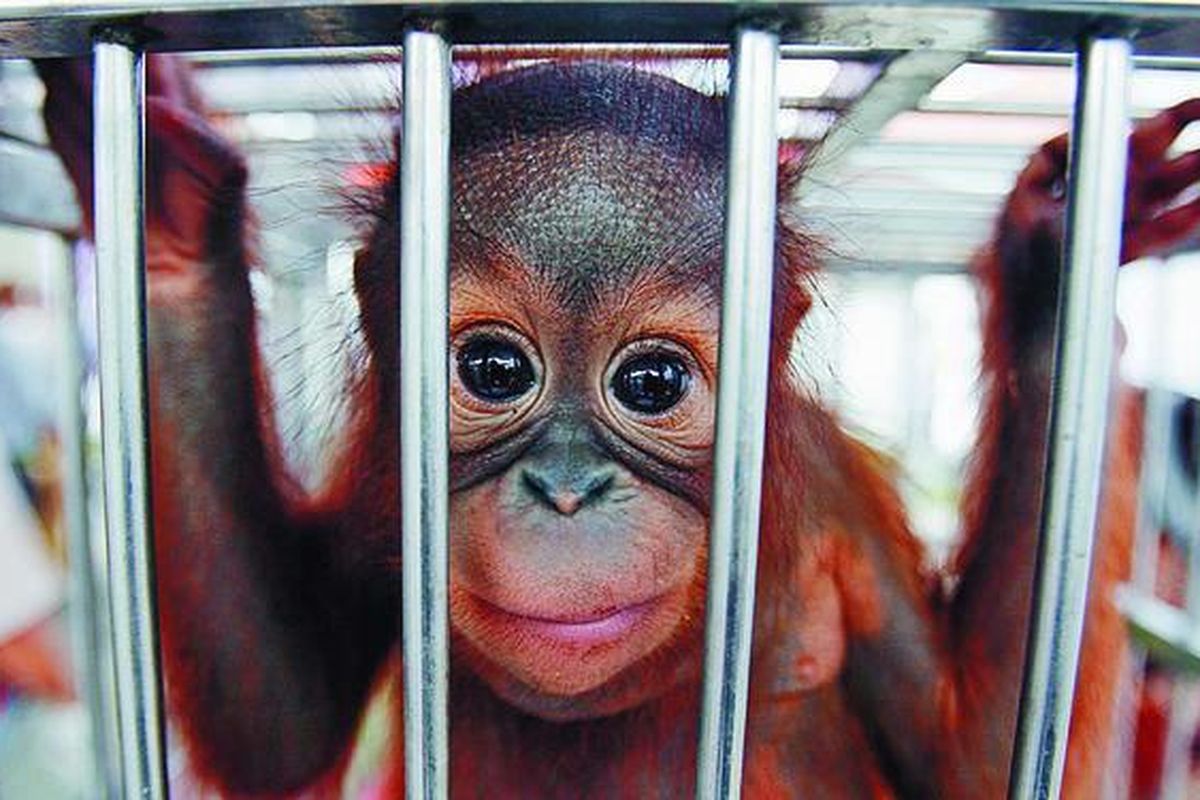 Kesadara n masyarakat terhadap konservasi lingkungan masih tetap rendah. Vera, misalnya, bayi orangutan (Pongo pygmaeus) berumur dua tahun ini akan diselundupkan ke Arab Saudi, tetapi digagalkan Balai Karantina Bandar Udara Soekarno-Hatta, Tangerang, dan diserahkan kepada Departemen Kehutanan, Rabu (30/12).