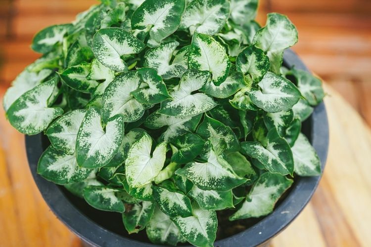 Ilustrasi tanaman hias Syngonium Mini Pixie. 