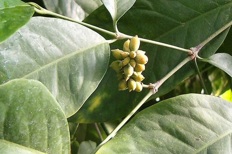 Gnetum gnemon, salah satu spesies dari filum gnetonidae