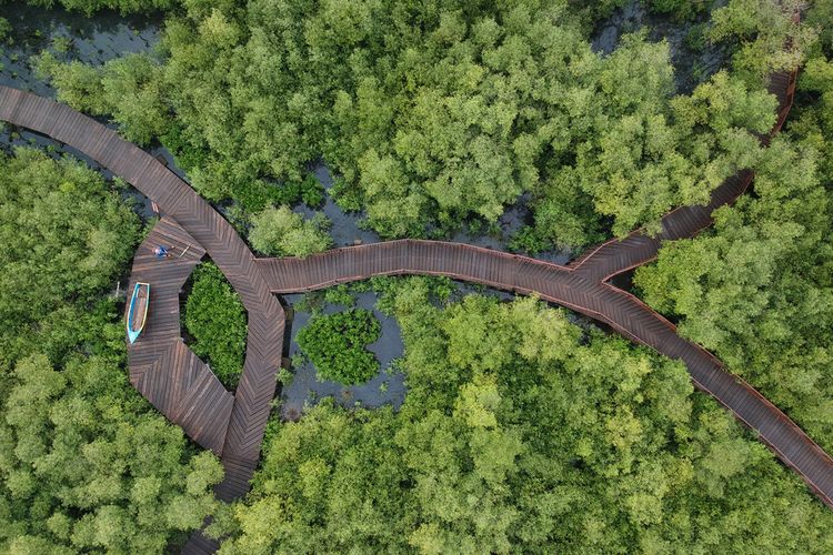 Kebun Raya Mangrove Surabaya merupakan kebun raya tematik mangrove yang pertama dan satu-satunya di Indonesia
