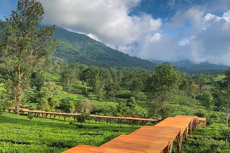 Tea Bridge di kawasan Agrowisata Gunung Mas, Puncak Bogor