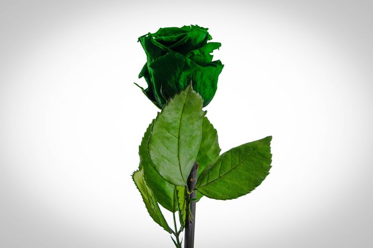 Mawar hijau sudah berumur ratusan tahun, dipercaya ia sudah ada semenjak abad ke-18.