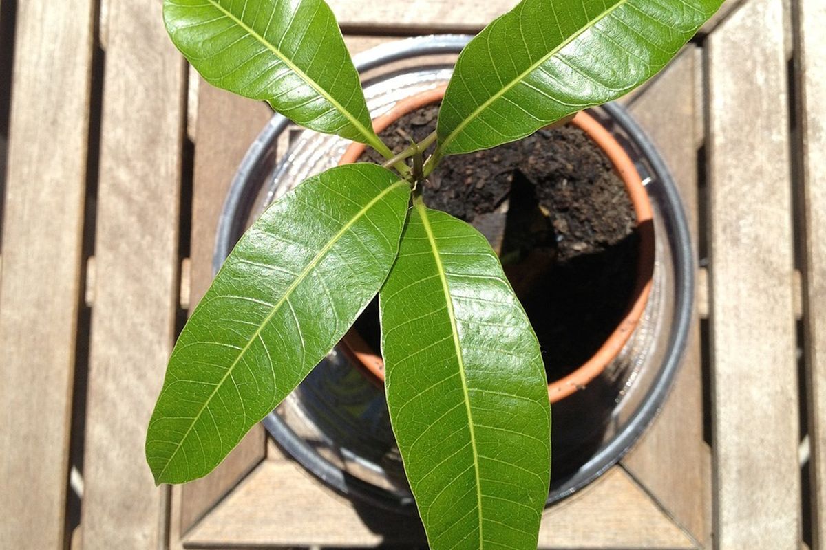 ilustrasi bibit mangga di tanam dalam pot