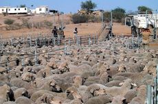 Peternak Australia Bagi-bagi Domba Gratis Imbas Anjloknya Harga Daging