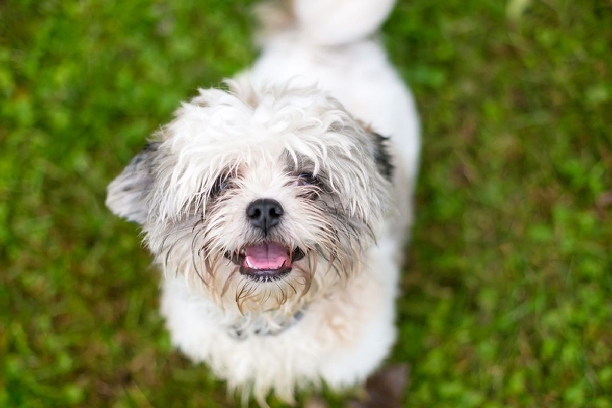 llustrasi anjing campuran Shih Tzu. (Shutterstock)