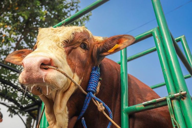 Salah satu dari tiga ekor sapi dibeli oleh Presiden Republik Indonesia Joko Widodo untuk kurban pada Idul Adha 1445 Hijriah di Kota Bandung, Jawa Barat, Jumat (14/6/2024). 
