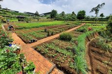 Rute Menuju ke OJ Organic Farm Bogor dan Harga Piknik di Sana