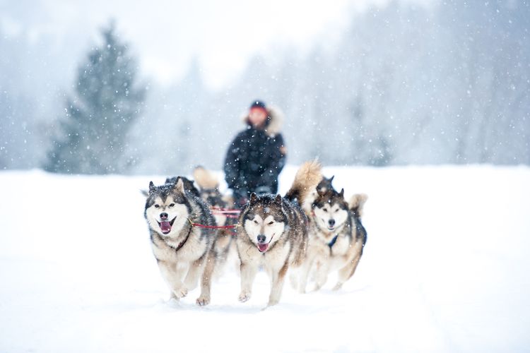 Ilustrasi anjing-anjing Husky digunakan sebagai penarik kereta salju. 