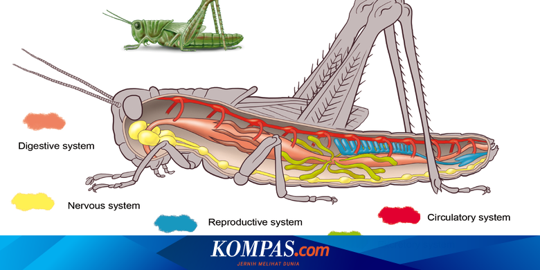 Circulatory System And Functions Of Insects