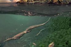 Bukti Baru, Reptil Laut Tertua Habiskan Masa Tua di Daratan