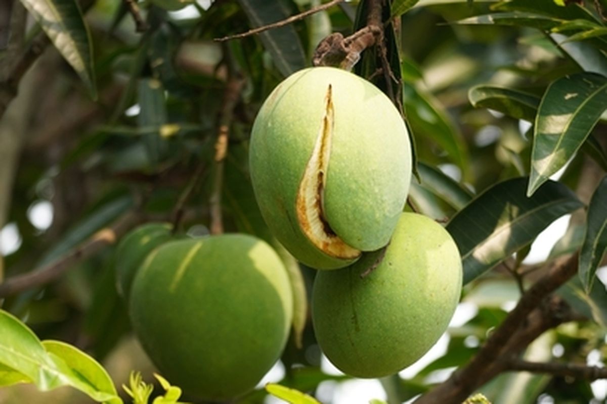 Buah mangga pecah di pohon