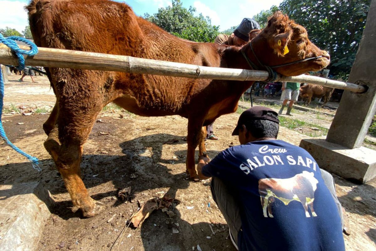 Pekerja salon sapi di Pasar Dimoro, Kota Blitar membersihkan tanduk dan kuku sapi, Rabu (14/6/2023)