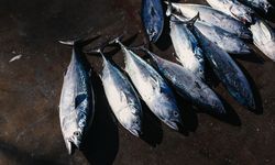 IPB Sulap Limbah Mata Ikan Tuna Jadi Camilan Fungsional