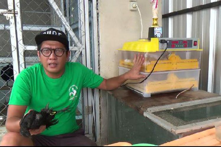 Ayam cemani dan mesin penetasan telur milik Rio di Pangkal Pinang, Kepulauan Bangka Belitung.