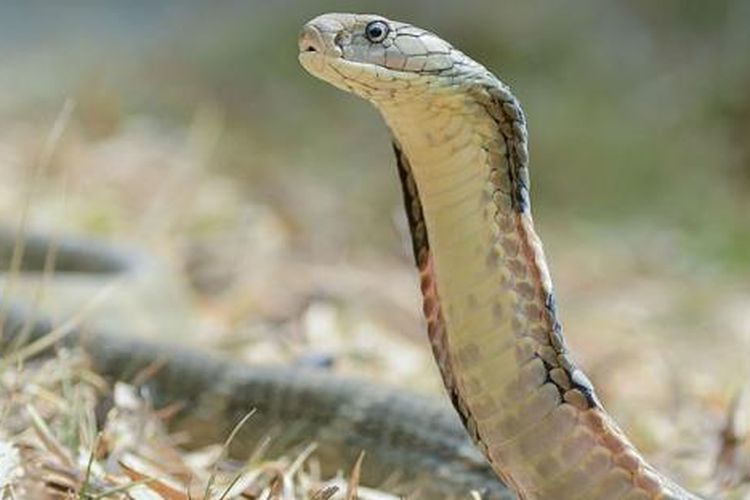 Ular King Cobra