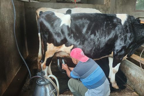 Usai Hadapi Wabah PMK, Ratusan Peternak Sapi di Kota Batu Mulai Bangkit