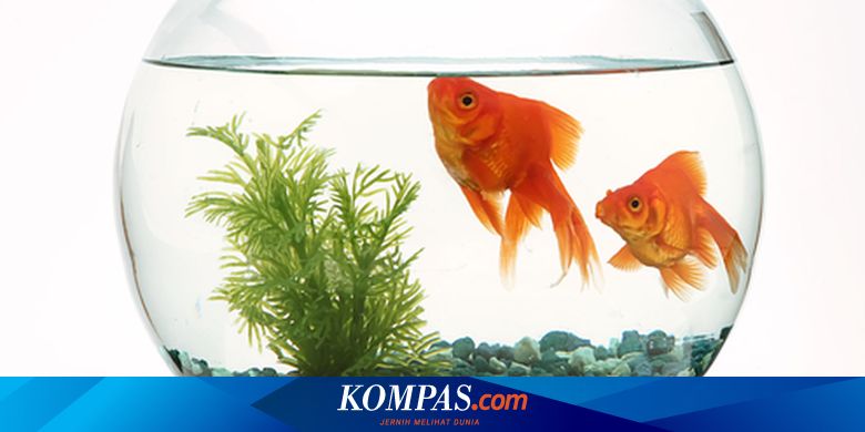 9700 Koleksi Kenapa Aquarium Koki Berbusa HD Terbaik