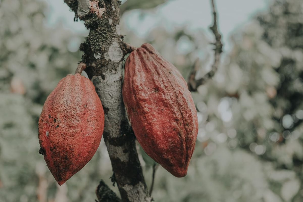 Ilustrasi buah kakao yang menjadi komoditas ekspor perkebunan.