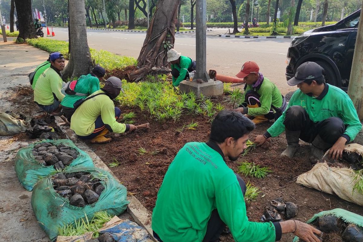 Sejumlah  petugas Dinas Pertamanan dan Hutan Kota (Distamhut) DKI Jakarta melakukan penanaman tanaman ararea di area trotoar yang ada di depan Kantor Kedutaan Besar Amerika Serikat (AS), Minggu (11/6/2023). 