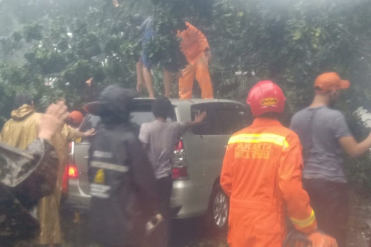 Petugas Damkar Jakarta Timur mengevakuasi pohon tumbang yang menimpa minibus serta merusak instalasi listrik di Jalan Bina Marga Cipayung, Jumat (29/5/2020). 