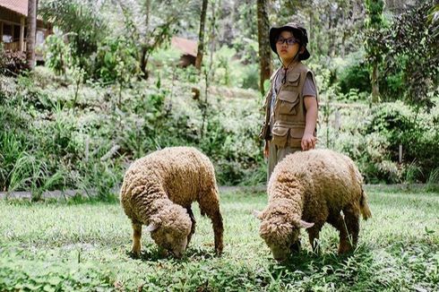 Boemisora, Tempat Wisata Baru di Semarang Bisa Camping dan Beri Makan Hewan