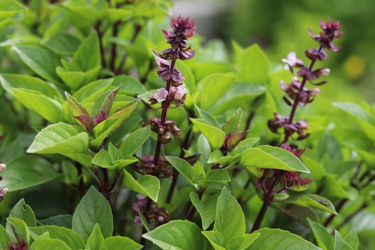 Ilustrasi tanaman selasih.