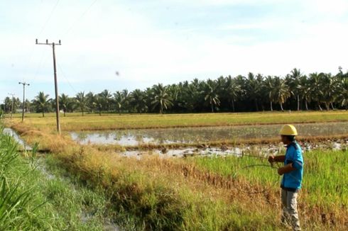 Gempa Putus Kabel PLN di Mamuju Tengah, Listrik Ratusan Rumah Padam