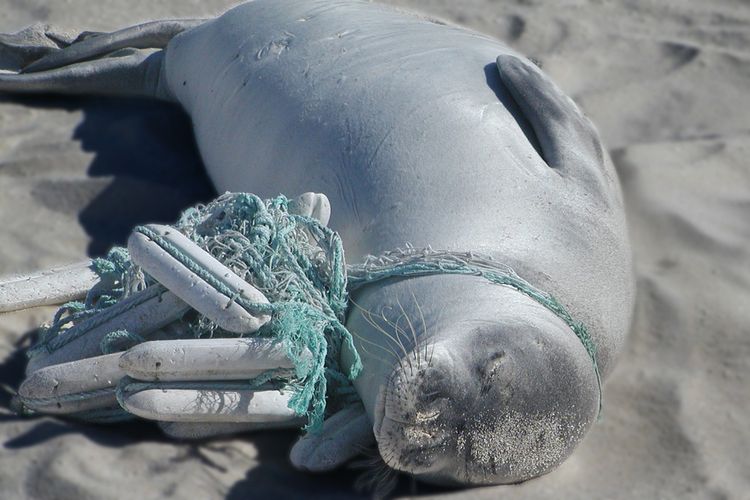 Anjing laut yang mati akibat terjerat sampah plastik