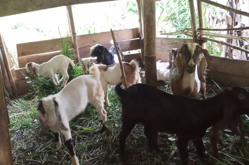 Nestapa Eko, Peternak di Purworejo, Kambing Tak Laku karena Wabah PMK