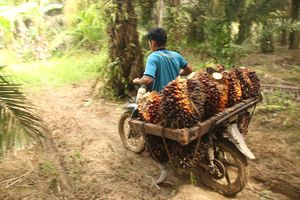 Kebijakan Ekspor Bikin Harga Sawit Turun, Petani: Pemerintah Perlu Tahu Keluh Kesah Kami