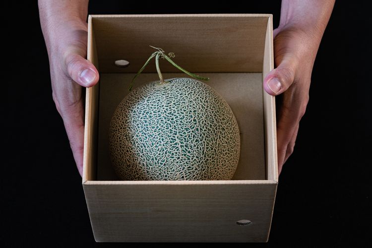 Melon Yubari yang harganya ratusan juta
