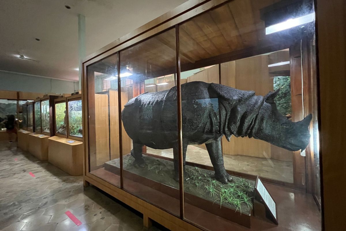 Koleksi unik Badak Bercula Satu (Badak Jawa) di Museum Zoologi Bogor. 